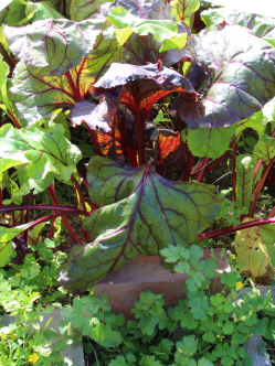 garden crops web